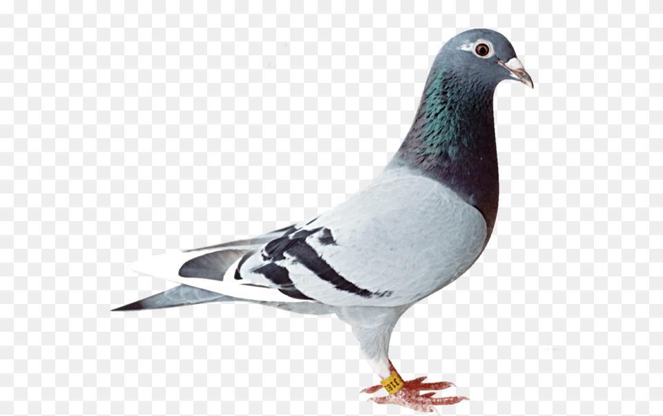 Download Old Line Racing Pigeon, Animal, Bird, Dove Png Image