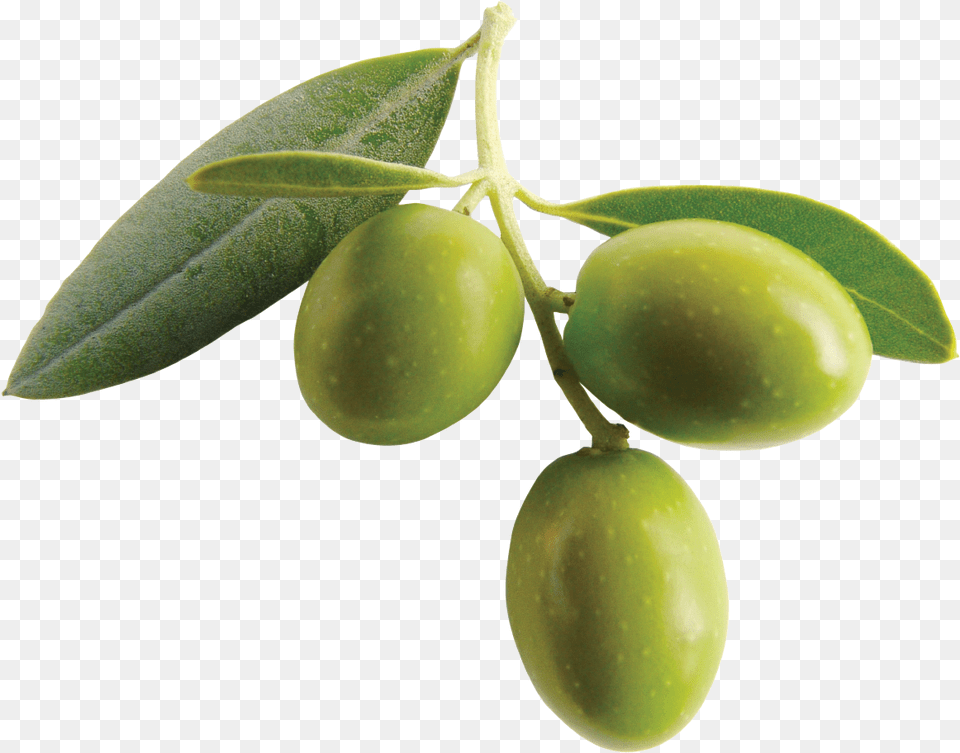 Download Olive Clipart Olive, Leaf, Plant, Food, Fruit Png Image