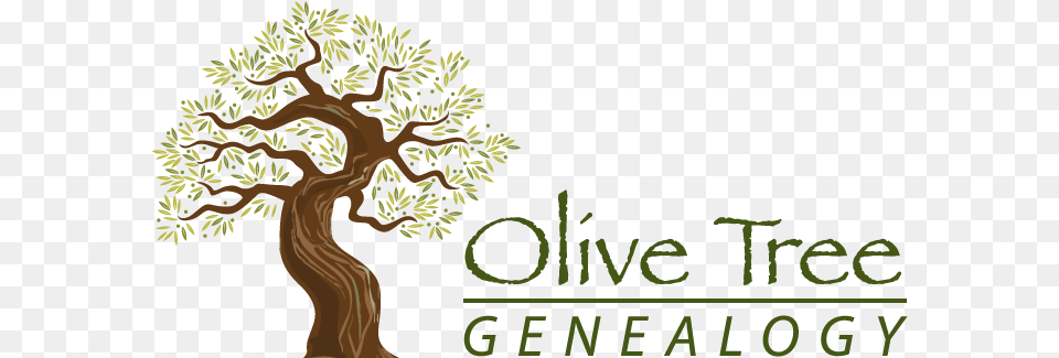 Download Olive Tree Genealogy New Logo Branches Full Olive Tree Genealogy, Plant, Vegetation, Potted Plant, Woodland Png Image