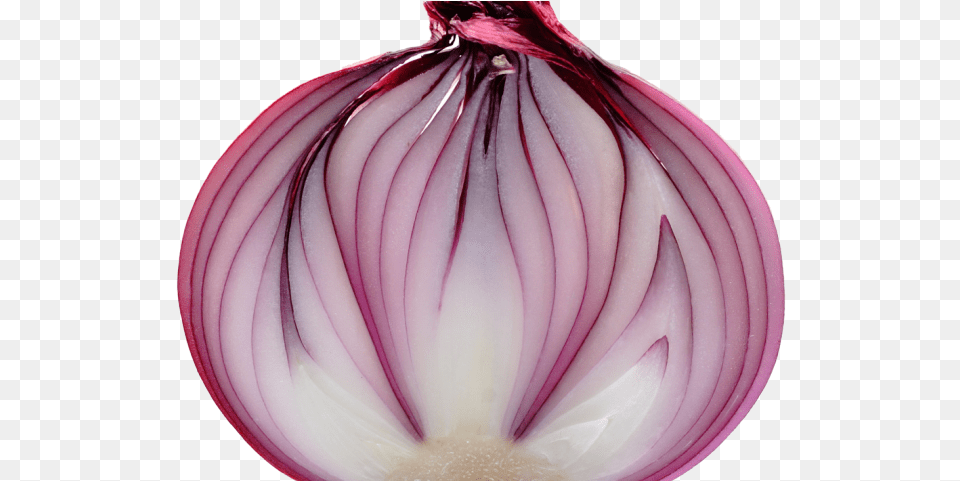 Download Onion Transparent Images Cebolla Cortada, Food, Produce, Plant, Vegetable Png