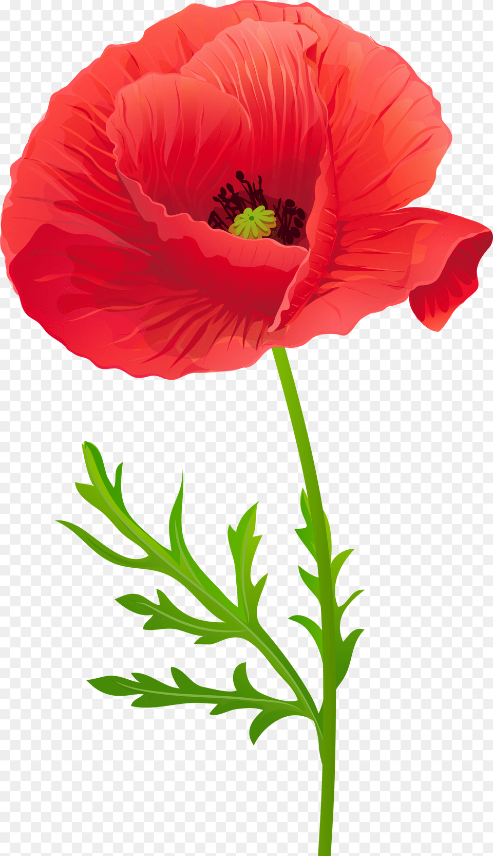 Download Opium Flower Clip Art Transprent Free Source Red Poppy Flower Clipart, Plant, Rose Png
