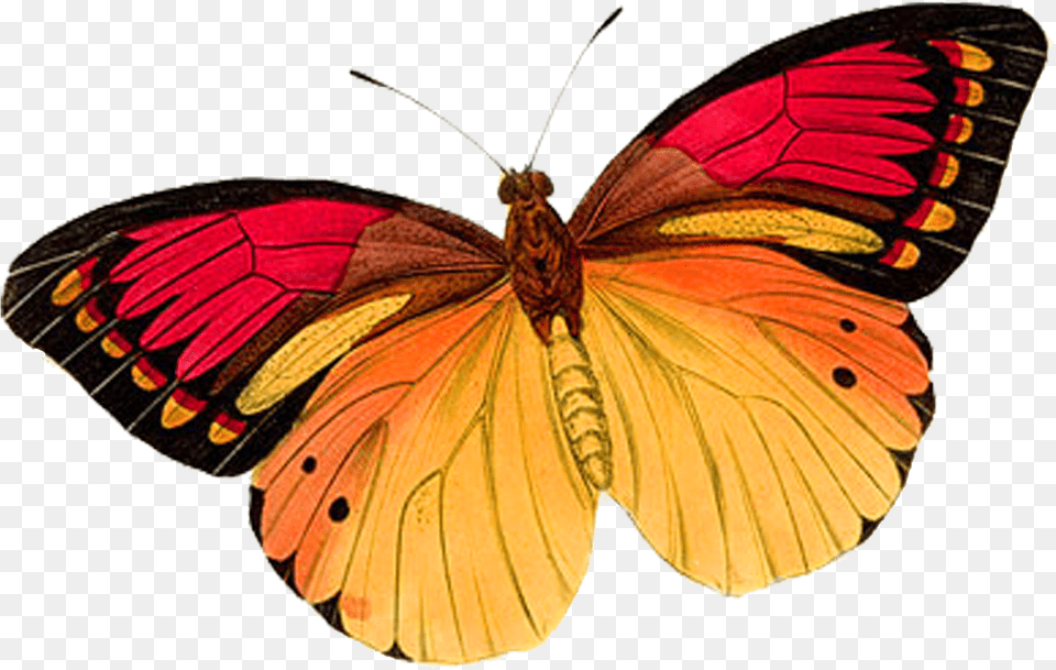 Download Orange Butterfly Uokplrs Real Pink Butterfly, Animal, Insect, Invertebrate Free Transparent Png