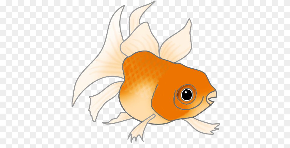 Download Orange Cat Fish Cartoon, Animal, Sea Life, Goldfish, Shark Png