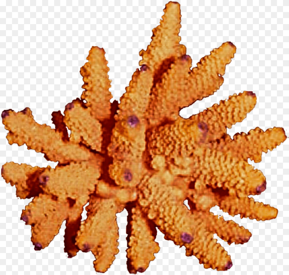 Orange Coral Clipart Coral Reef Clip Echinoderm, Plant, Animal, Invertebrate, Sponge Animal Free Png Download