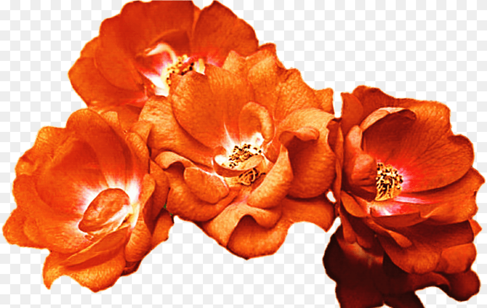 Download Orange Flower Crown Hd Orange Flowers, Anther, Petal, Plant, Geranium Png