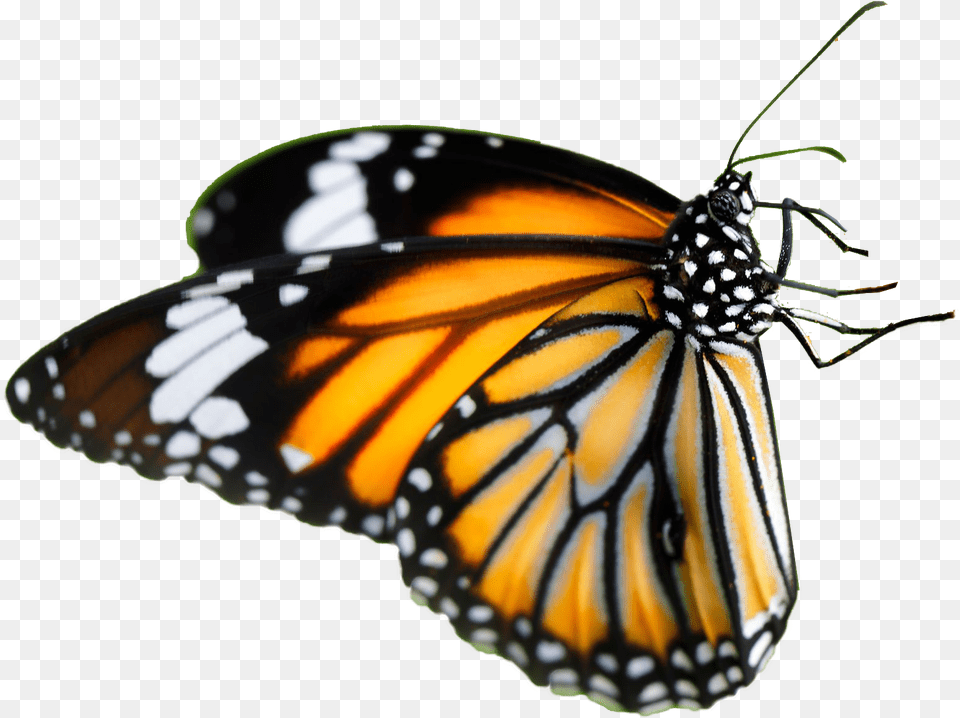 Download Orange Glitter Butterfly Monarch Farfalla Fiore, Animal, Insect, Invertebrate Png