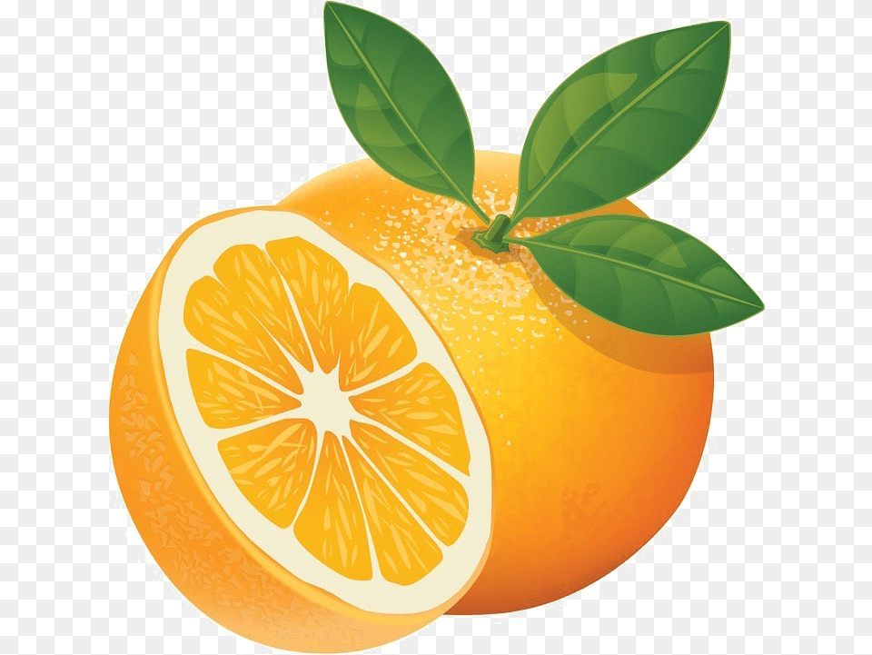 Download Orange Slice High Quality New 2016 Illustrator Orange Vector, Citrus Fruit, Food, Fruit, Grapefruit Png Image