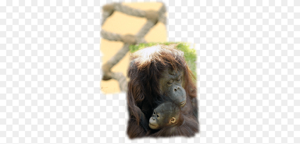 Download Orangutan Image With No Monkey, Animal, Mammal, Wildlife, Ape Png