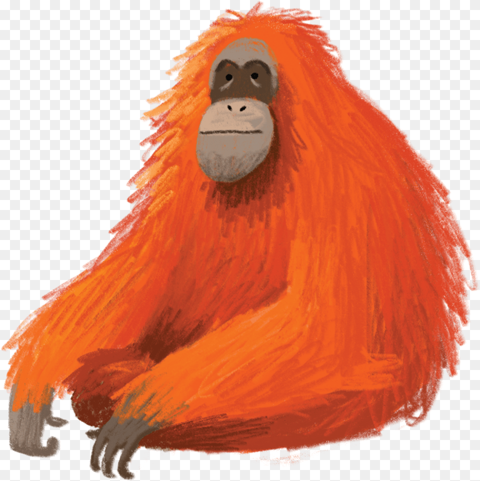 Download Orangutan Orang Utan Illustration, Animal, Mammal, Wildlife, Monkey Png