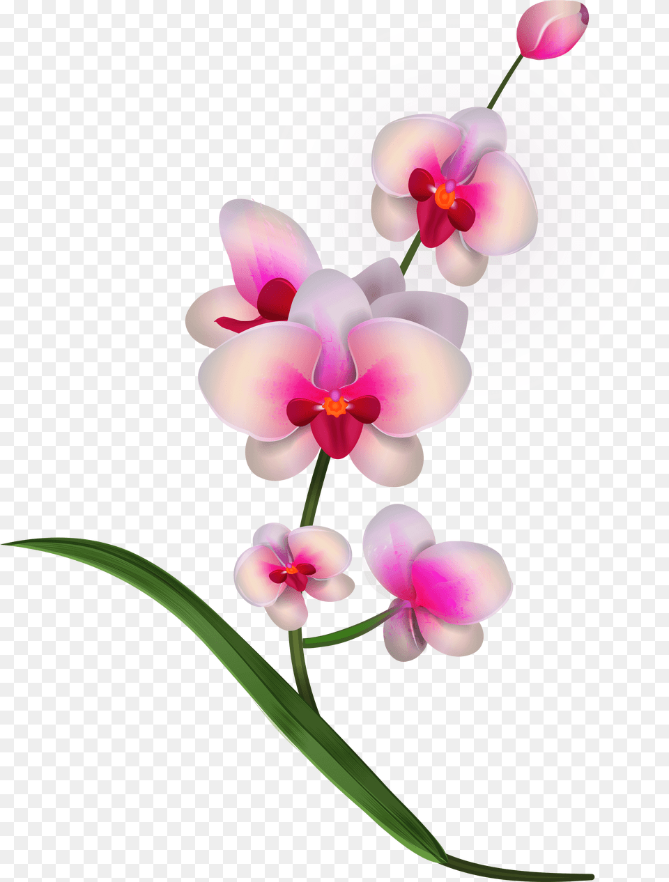 Download Orchid Clipart Image Orchid Flowers Clipart Orchid Clipart, Flower, Plant, Balloon, Chandelier Free Png