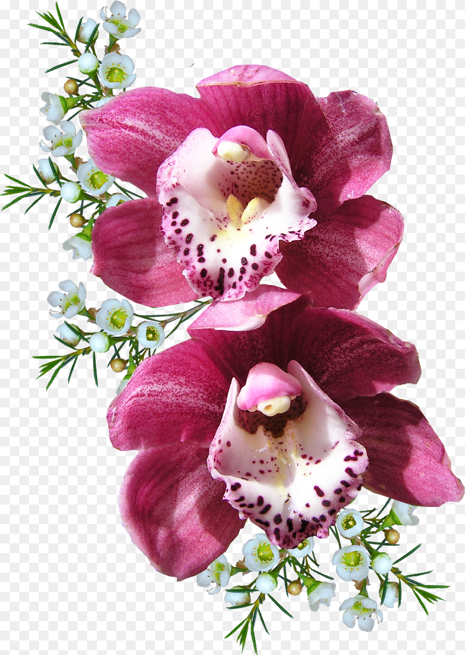 Download Orchid Flower For Flowers Transparent Free Png