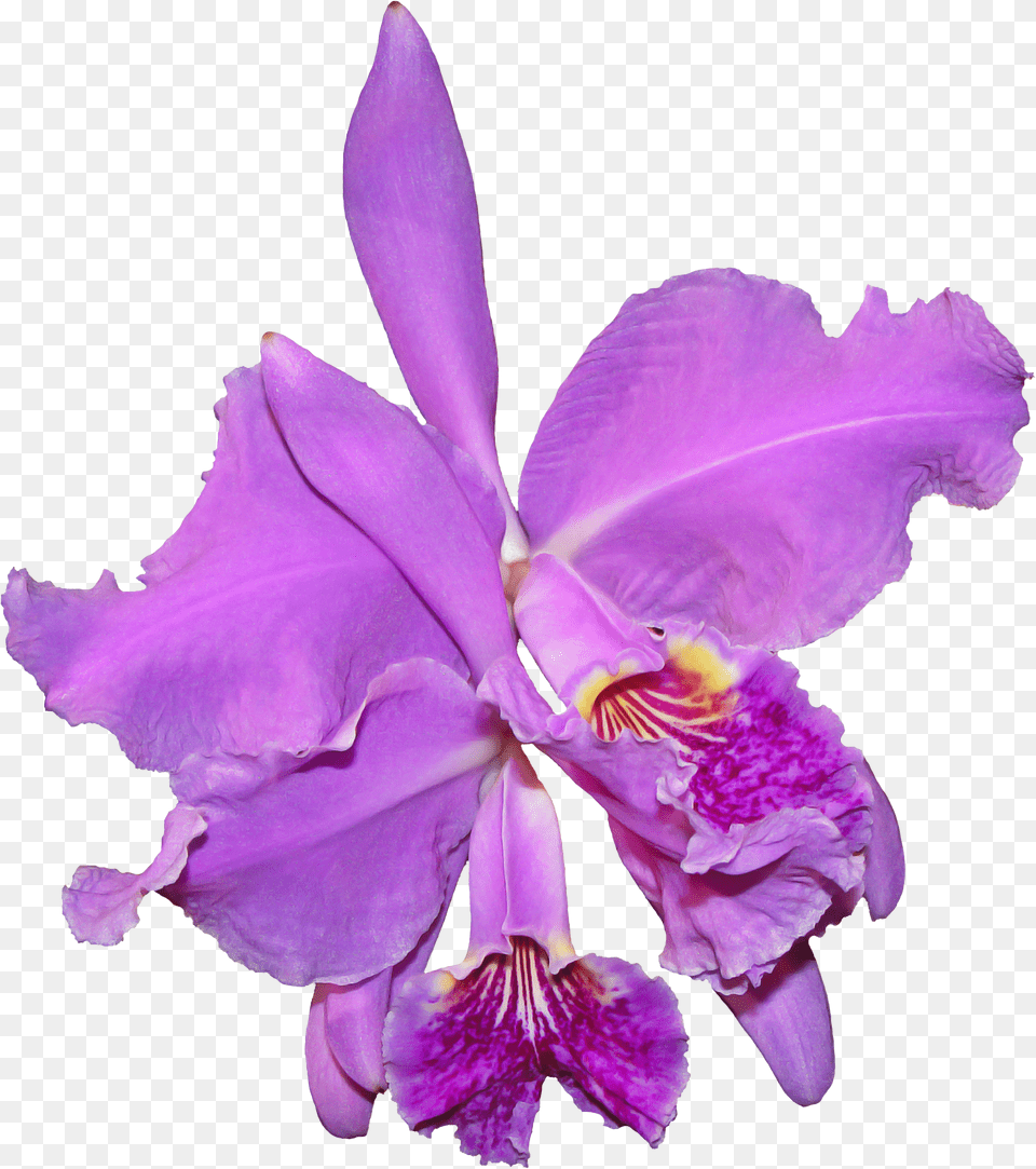 Download Orchid Flower Image For Purple Orchids Background Free Png