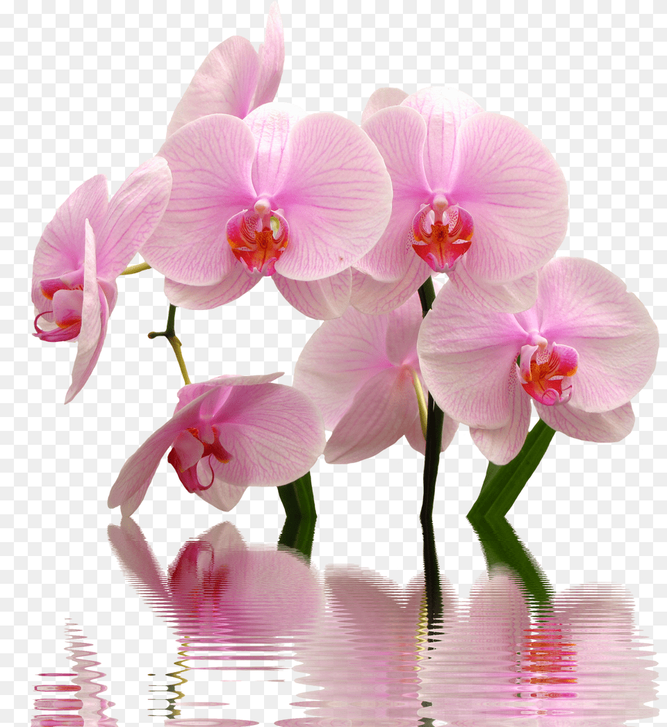 Download Orchid Image For Flowers Toxic To Cats, Advertisement, Poster, Animal, Mammal Free Transparent Png