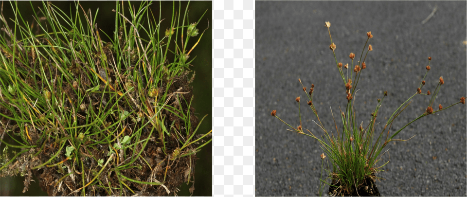 Download Original Hierochloe, Grass, Moss, Plant, Vegetation Png Image