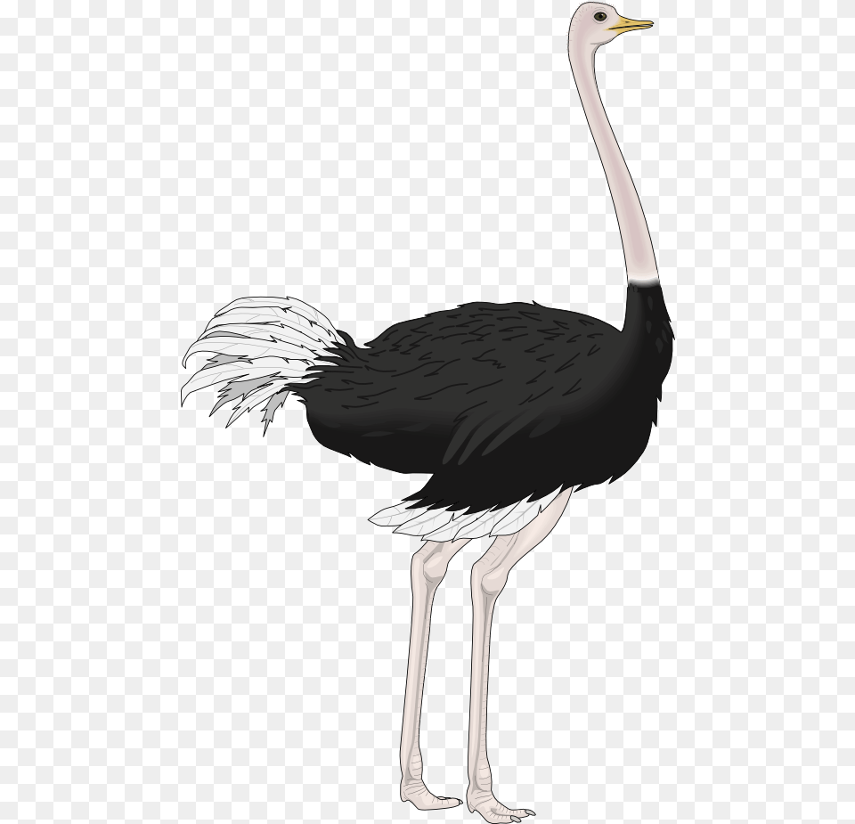 Ostrich, Animal, Bird Free Png Download