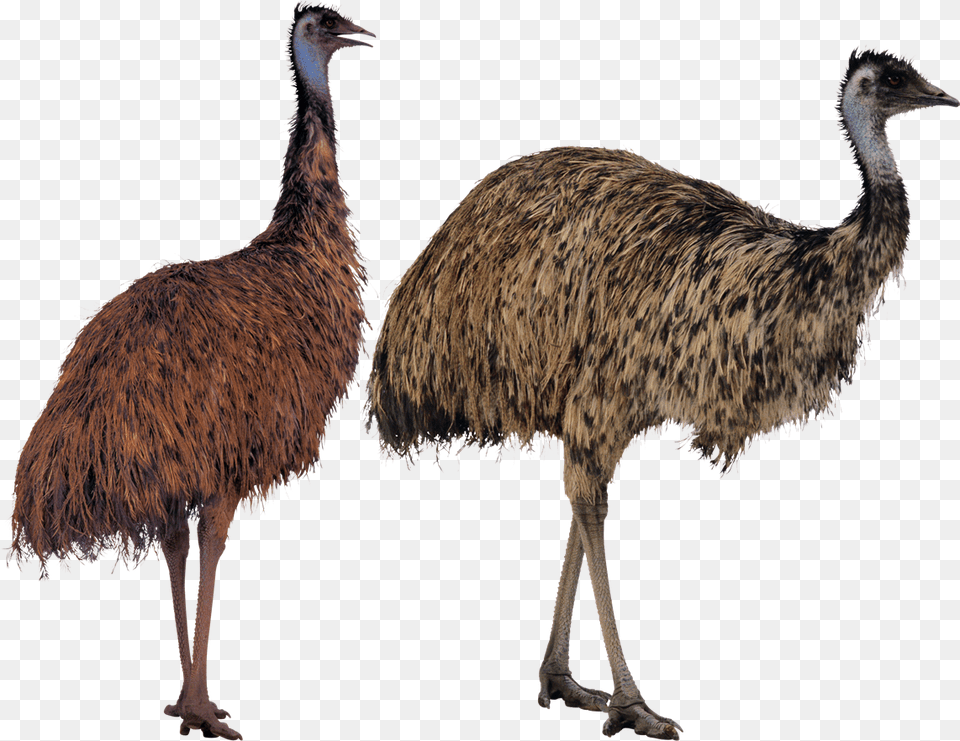 Download Ostrich Transparent Image Emu, Animal, Bird Png