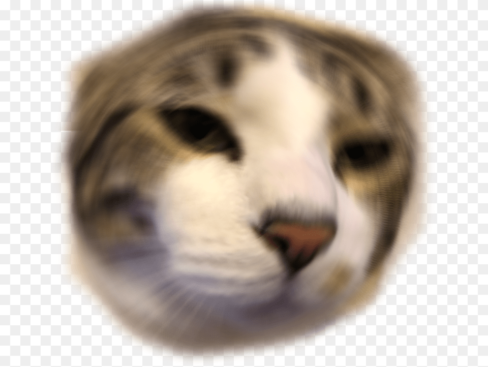 Download Other Emoji Discord Anime Cat Emojis For Discord, Person, Snout, Animal, Mammal Free Png