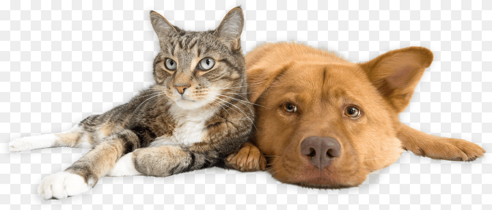 Download Our App Dog And Cat, Animal, Canine, Mammal, Pet Free Transparent Png