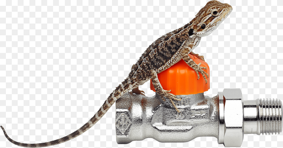 Download Our Bearded Dragon Iguana With No Heimeier Imi, Animal, Gecko, Lizard, Reptile Png Image