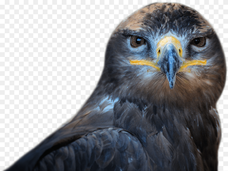 Download Owl Bird For Hawks Bird Face Transparent, Animal, Beak, Buzzard, Hawk Png Image