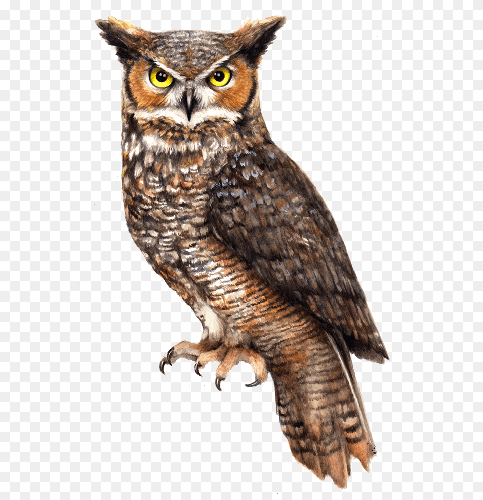 Download Owl File For Designing Use Great Horned Owl, Animal, Bird Png