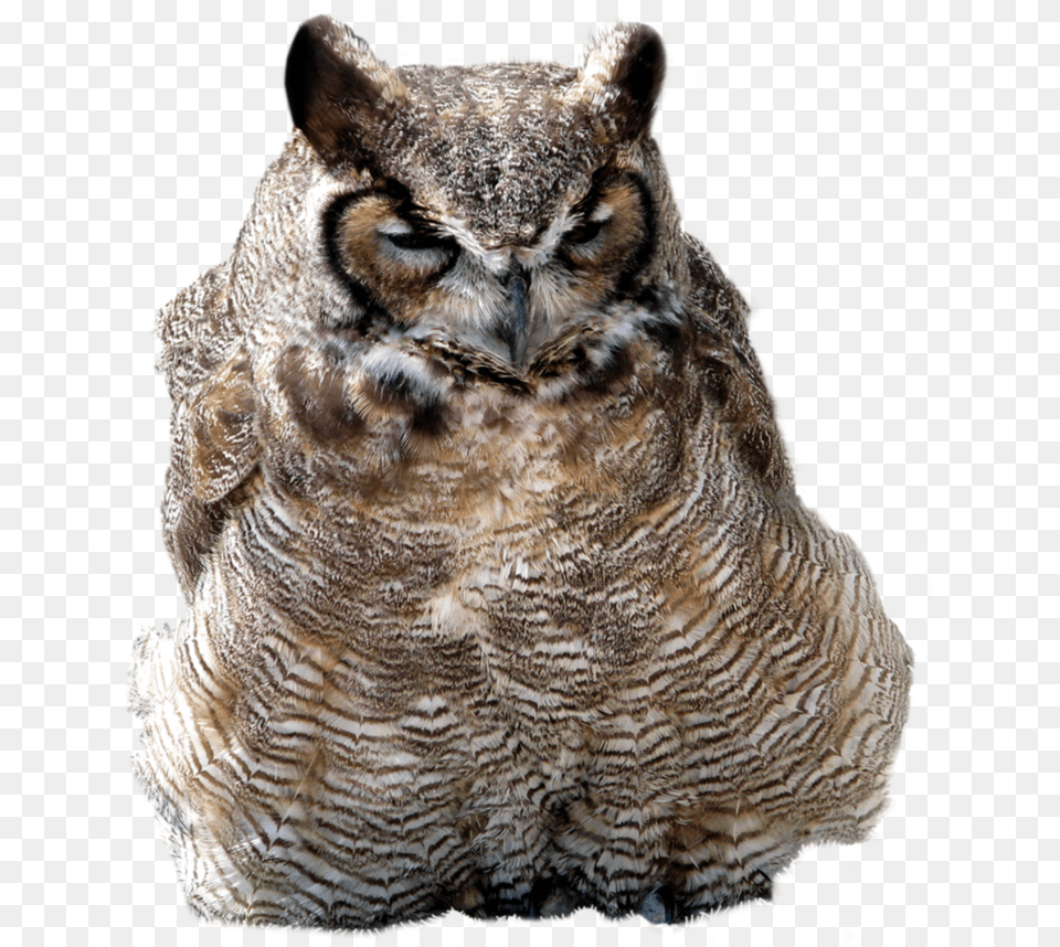 Owl Image Owls, Animal, Bird, Beak Free Png Download