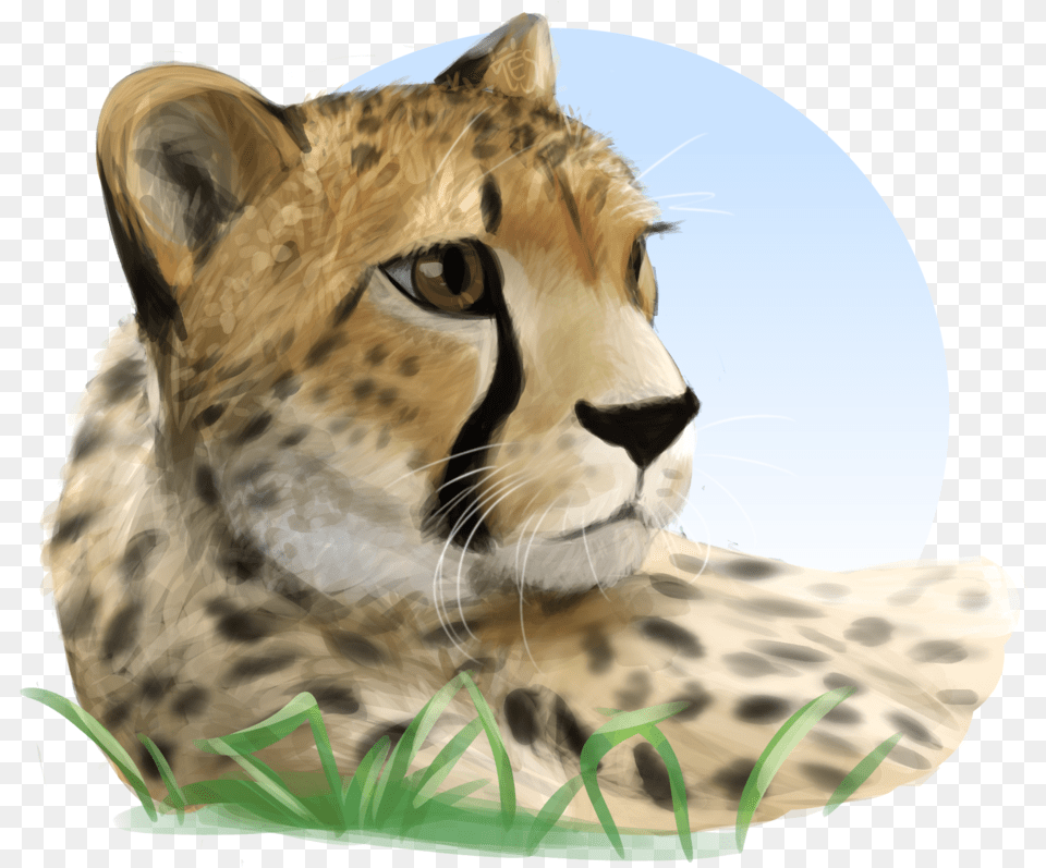 Download Owo Cheetah, Animal, Mammal, Wildlife, Bird Png Image