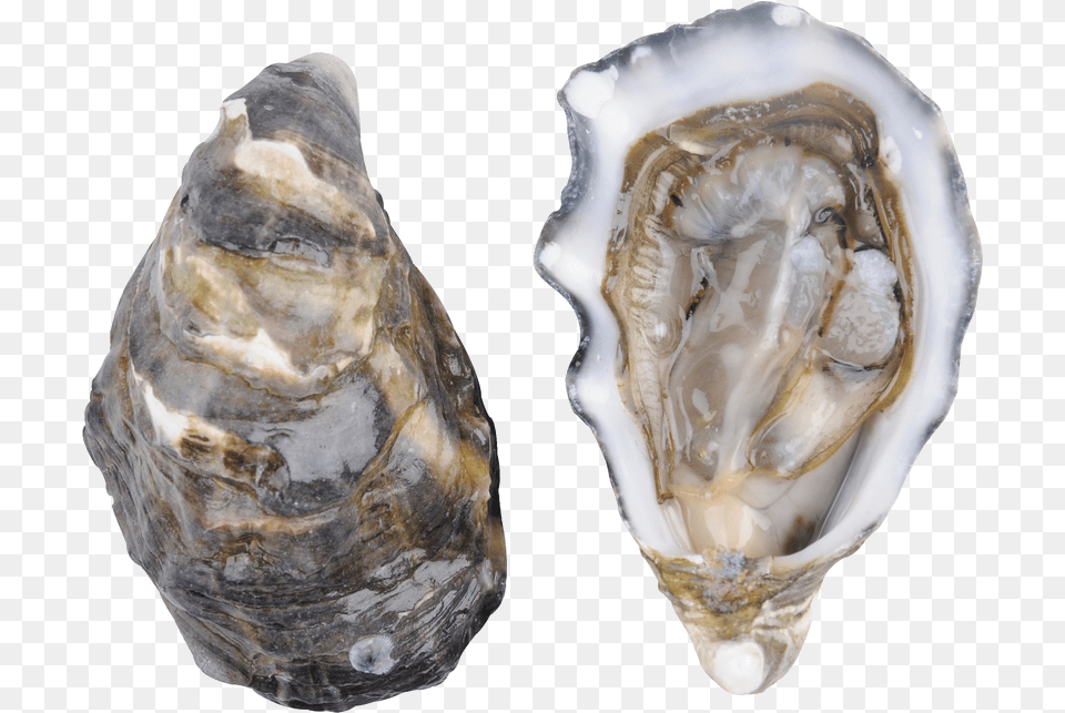 Download Oysters Oysters, Animal, Sea Life, Seafood, Invertebrate Png