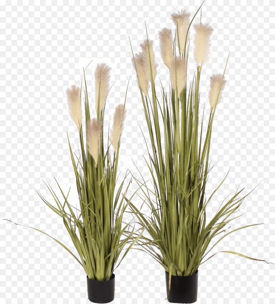 Download P1527 Artificial Flowers Grass, Flower, Plant, Flower Arrangement, Potted Plant Free Png