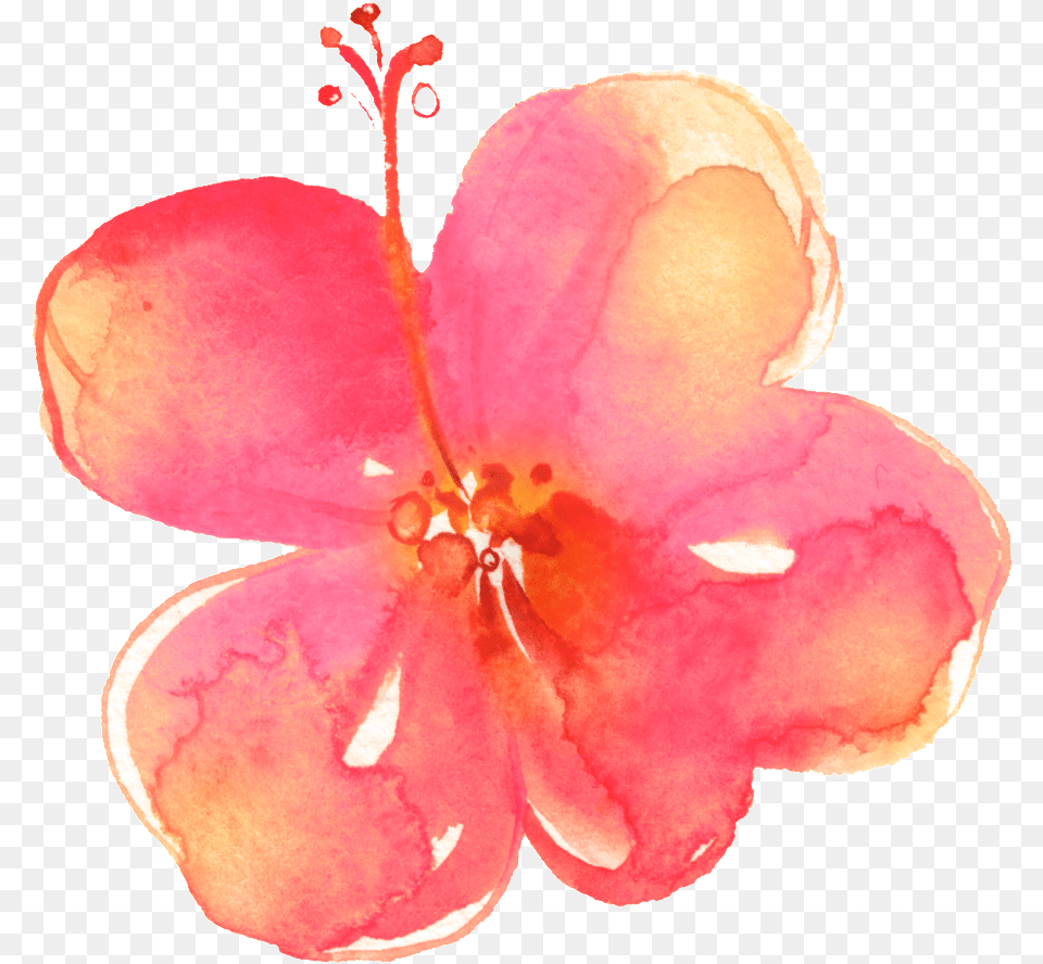 Download Painted Pink Hd Flower Petals Flower Lily, Geranium, Petal, Plant, Anther Free Png