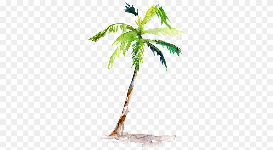 Painting Arecaceae Drawing Coconut Watercolor Simple Watercolor Palm Tree, Leaf, Palm Tree, Plant, Cross Free Png Download