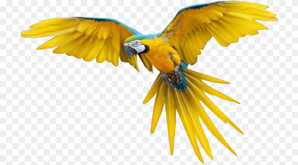 Download Pajaros Transparente Flying Bird Full Colorful Flying Birds Gif, Animal, Parrot, Macaw Png
