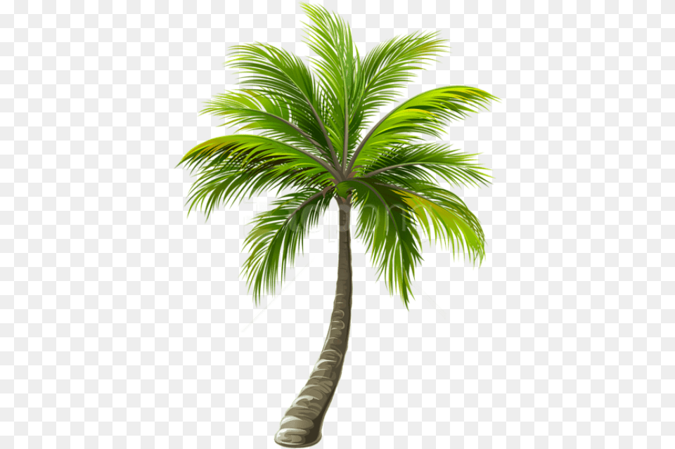 Download Palm Images Background Background Palm Tree, Palm Tree, Plant Png Image