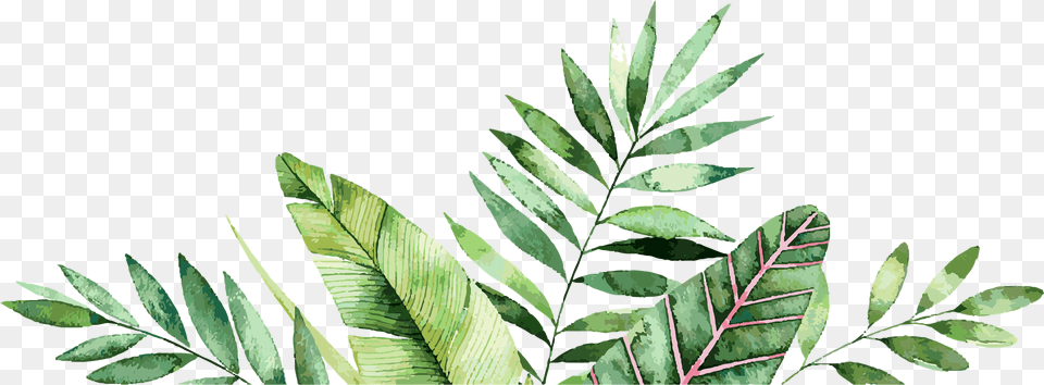 Palm Leaves Graphic Bordure Tropical, Leaf, Plant, Vegetation, Fern Free Png Download