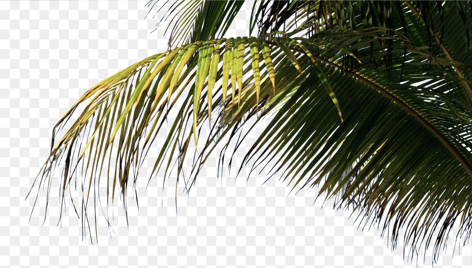 Palm Palm Trees Beach, Leaf, Palm Tree, Plant, Tree Free Png Download