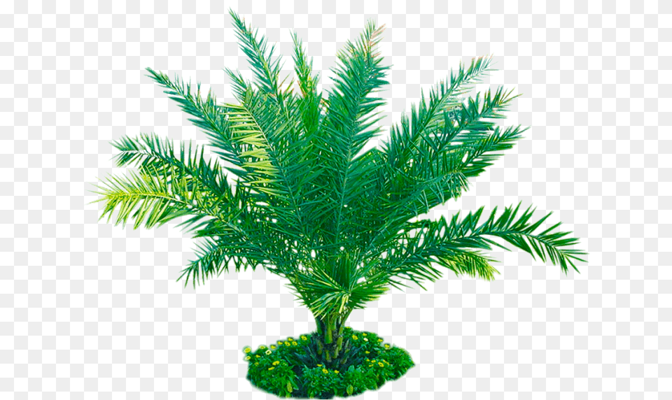 Palm Plant Image Transparent Background Attalea Speciosa, Leaf, Palm Tree, Tree, Fern Free Png Download