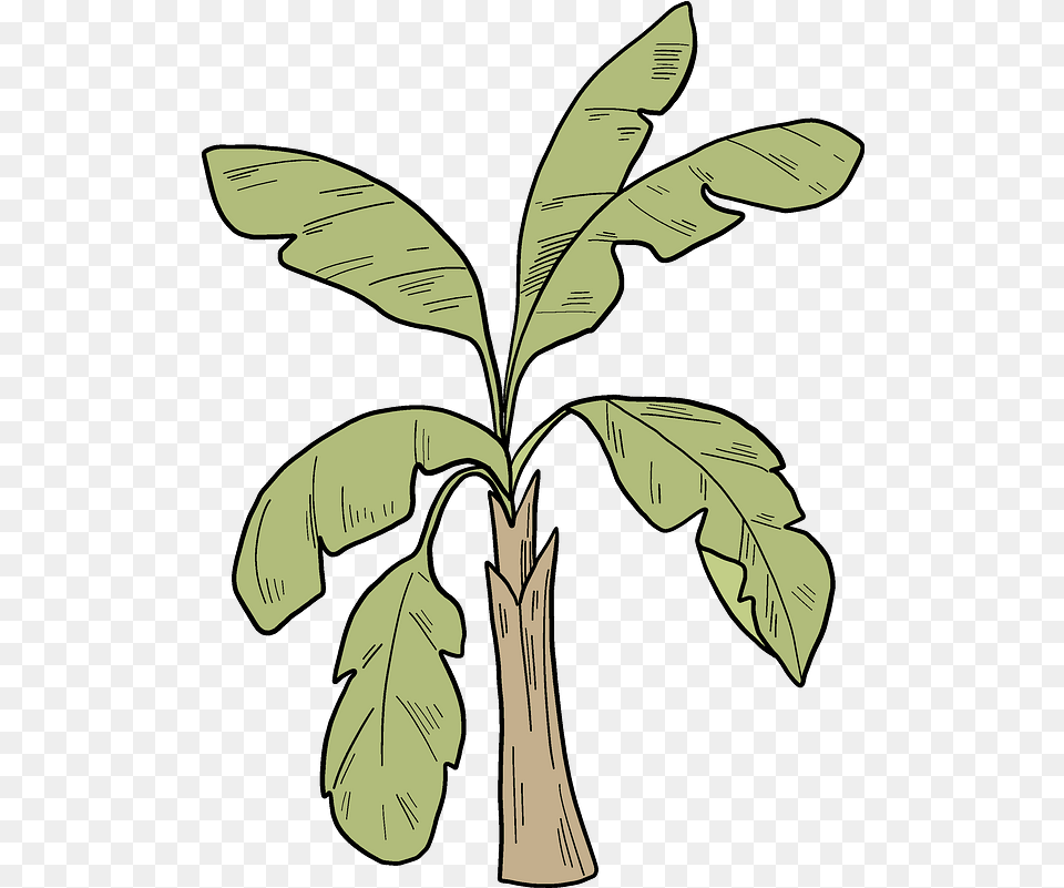 Download Palm Tree Clipart Hd Uokplrs Fresh, Leaf, Plant, Banana, Food Free Transparent Png