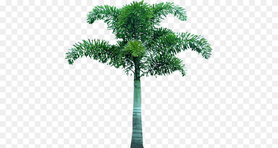 Download Palm Tree Dlpngcom Foxtail Palm Tree, Palm Tree, Plant Free Transparent Png