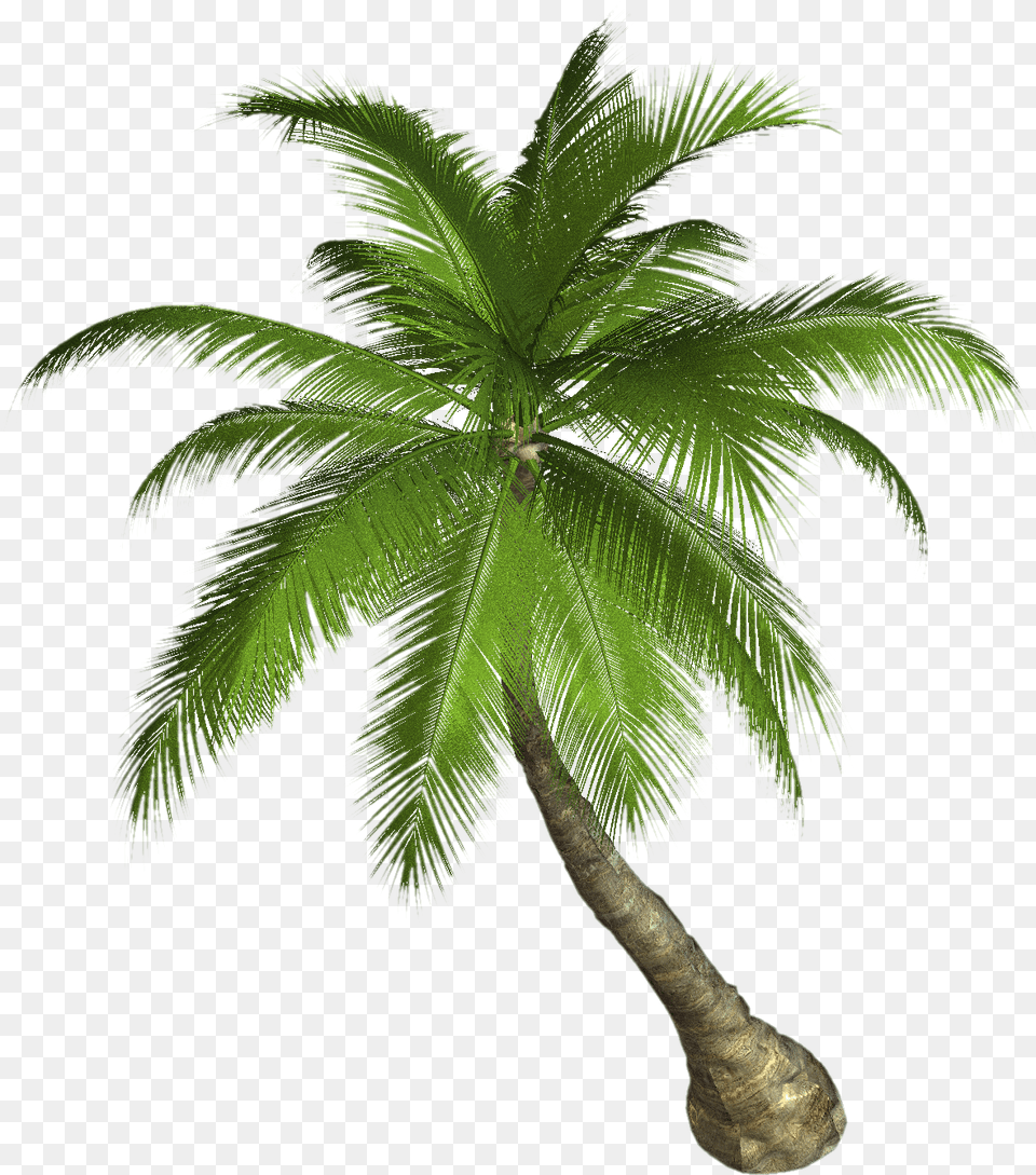 Palm Tree For Tropical Palm Tree, Palm Tree, Plant, Leaf Free Png Download