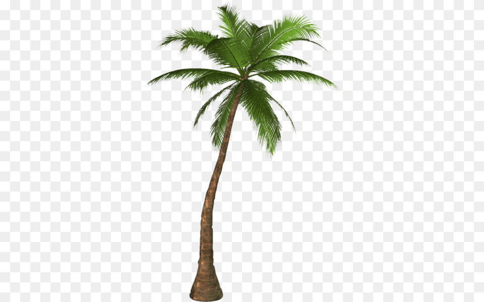Palm Tree Transparent Image And Clipart, Palm Tree, Plant, Leaf Free Png Download