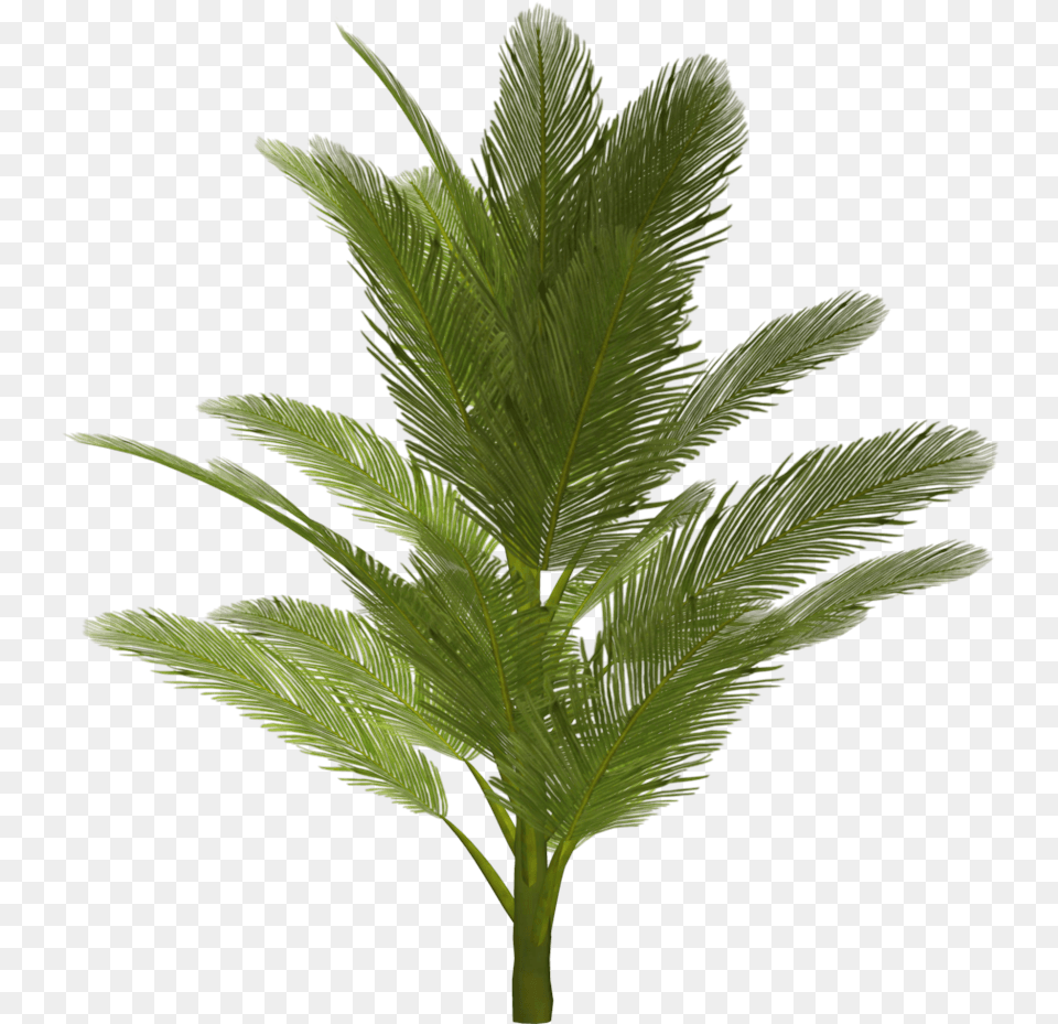 Download Palm Tree Hq Trees For Photoshop, Leaf, Plant, Grass, Herbs Free Transparent Png