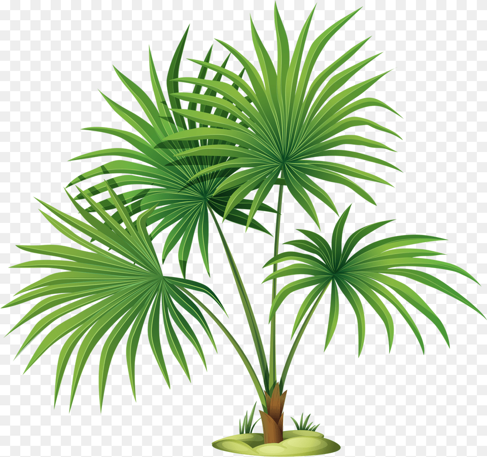 Download Palm Tree Leaves Clipart Image Palm Plants, Leaf, Palm Tree, Plant, Vegetation Free Png