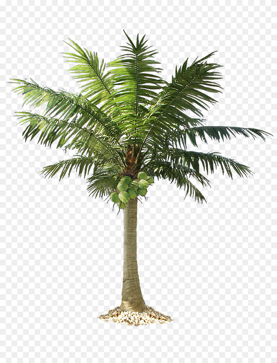 Download Palm Tree Palm Tree Cut Out, Palm Tree, Plant, Leaf Png