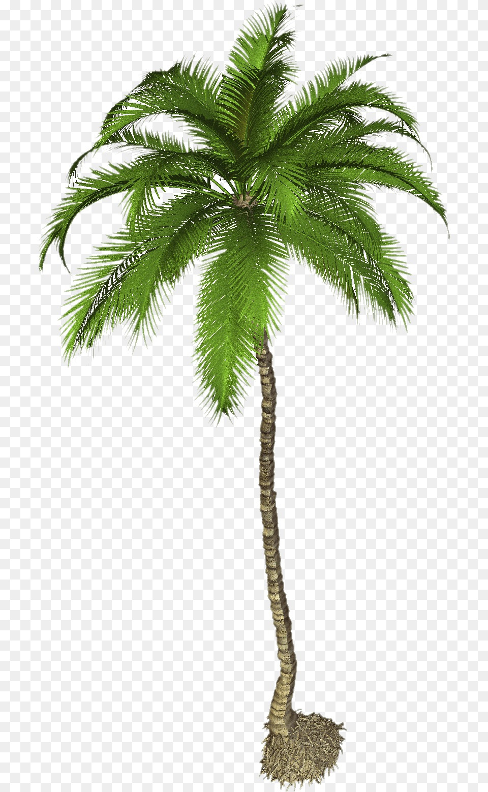 Palm Tree Pic Coconut Palm Tree, Palm Tree, Plant, Leaf Free Png Download