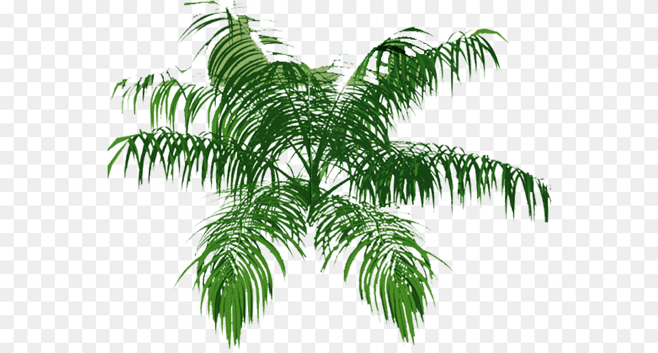 Palm Tree Top Palm Tree Architecture Plants Top View Plan, Fern, Rainforest, Plant, Palm Tree Free Png Download