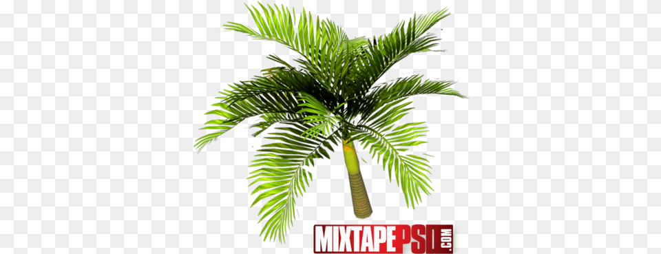 Download Palm Tree Top View Psd Palm Trees Full Roystonea, Palm Tree, Plant, Leaf, Vegetation Png Image