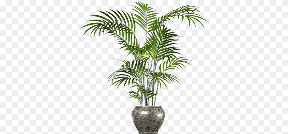 Download Palm Tree Transparent Images Tree In A Pot, Leaf, Palm Tree, Plant, Potted Plant Free Png
