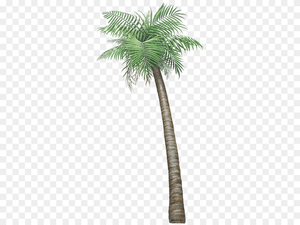 Palm Tree Transparent Small Pictures Of, Palm Tree, Plant Free Png Download