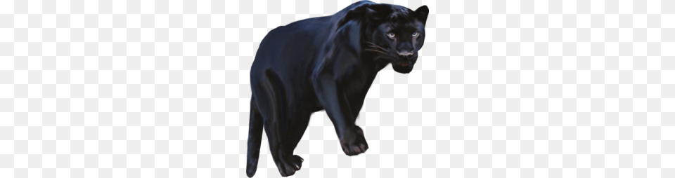 Download Pantera Animal Clipart Black Panther Leopard Jaguar, Mammal, Wildlife, Bear Png Image