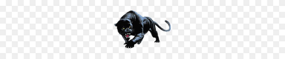 Download Panther Free Photo And Clipart Freepngimg, Animal, Mammal, Wildlife, Canine Png Image
